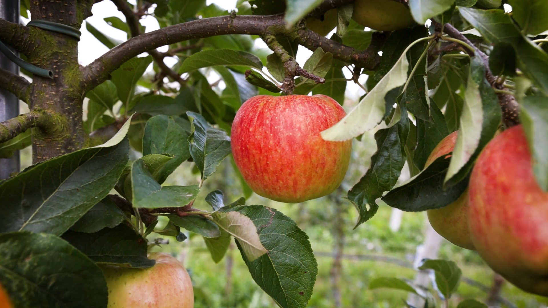 Lolle Frugt